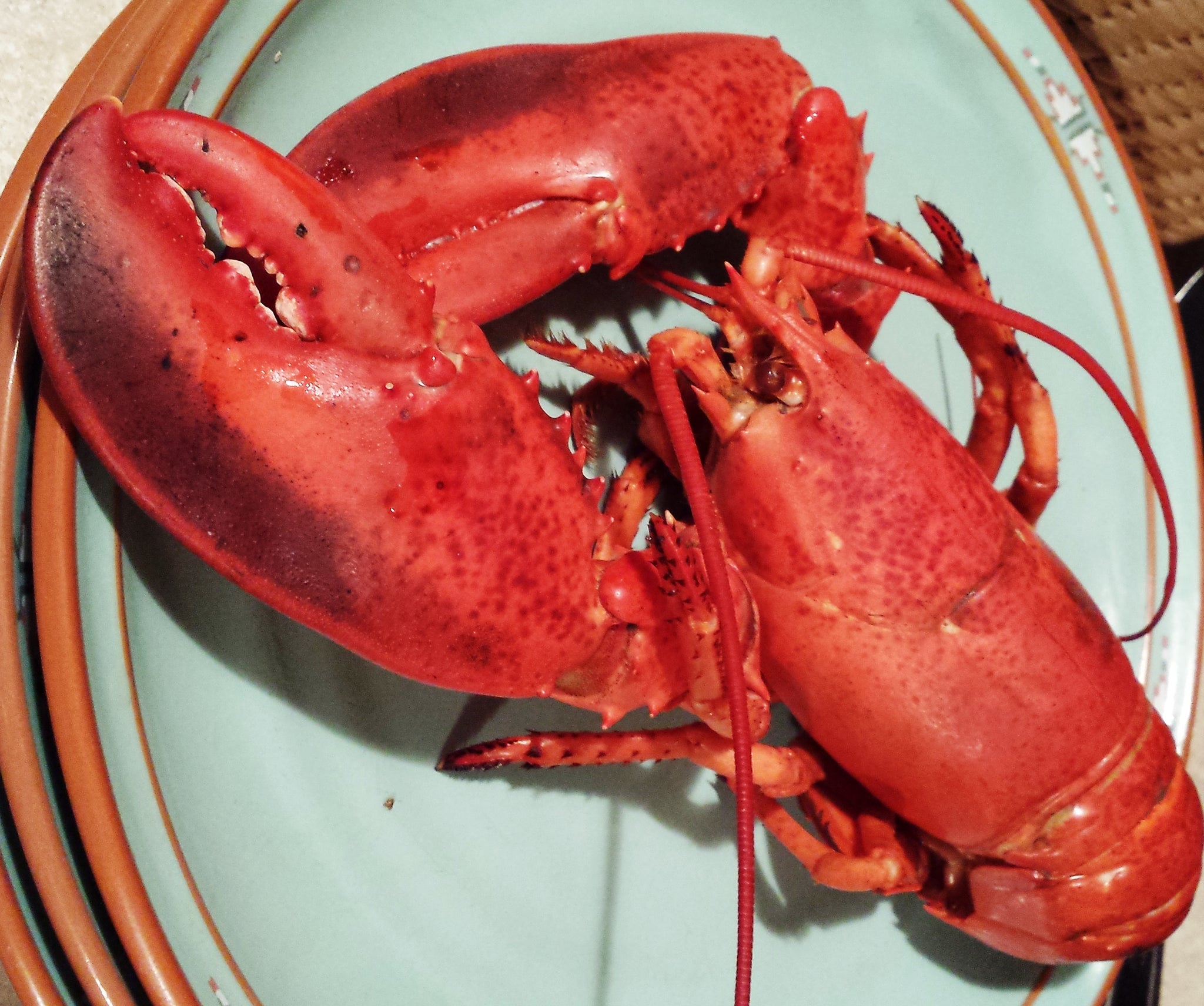 Last Lobster Rolls for 2021...