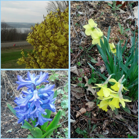 June 10th Sunday Surprises at the Black Cat Bistro