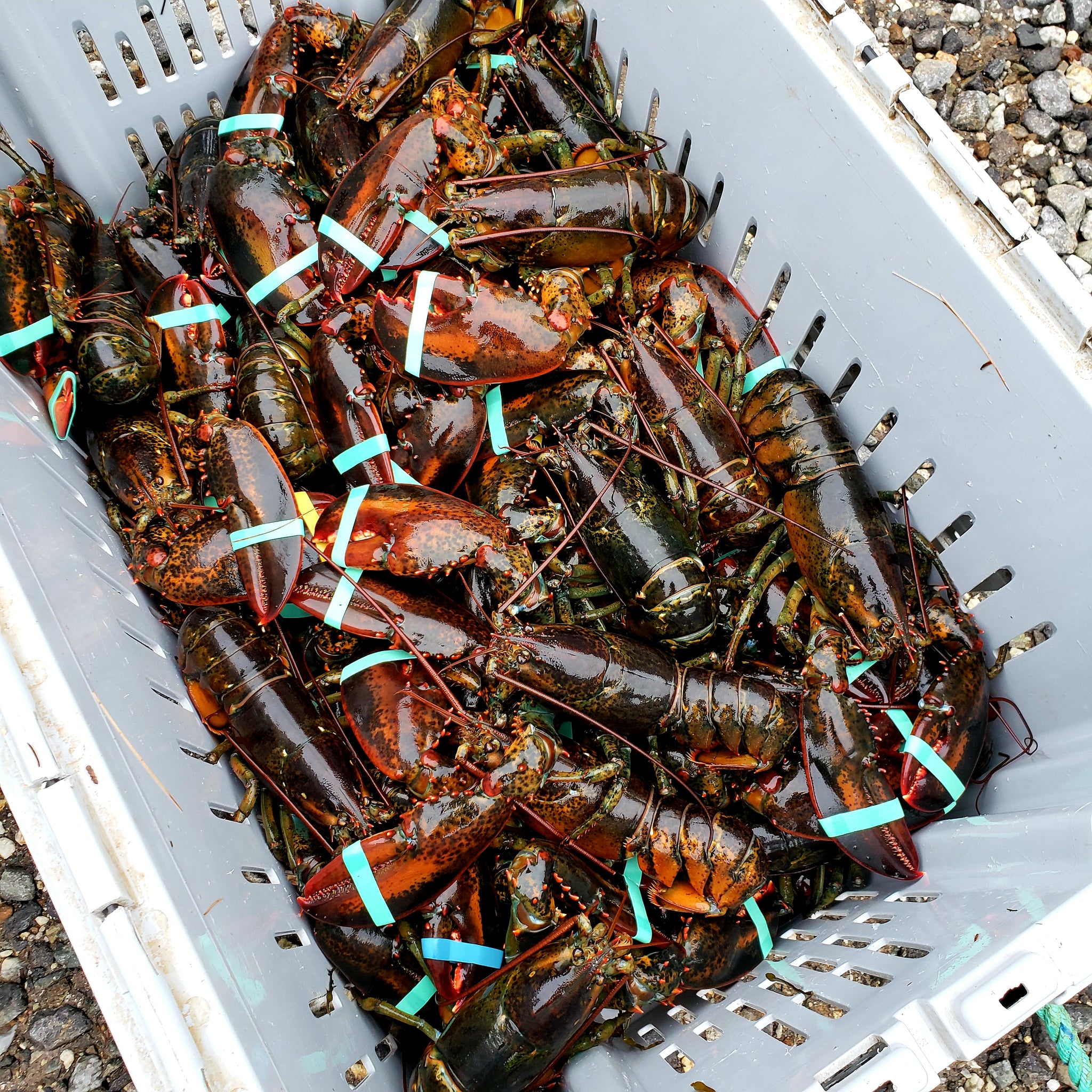 MAINE SEAFOOD IS BACK! Thursday, August 26th & Friday, August 27th