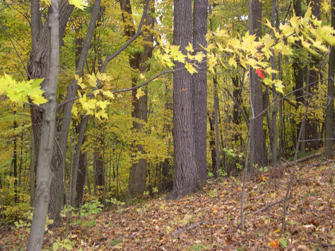 Sunday Surprises at the Black Cat Bistro Returns!